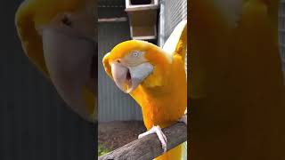 Leucistic Macaw