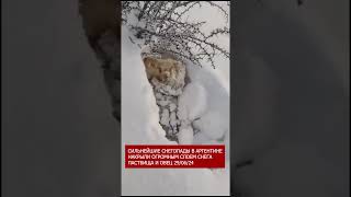 Аргентину накрыло снегом в ИЮЛЕ!