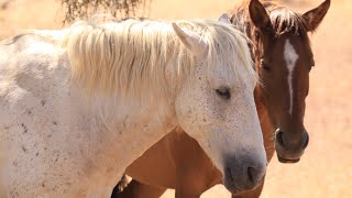 WILD HORSES LIVE 🐎 DESERT FIRE 🔥