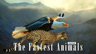 The Fastest Creature on Earth |Our universe |2024 #viralvideo