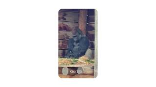 Gorilla | wild vibes with animation | AI | Arjun singh | #gorilla