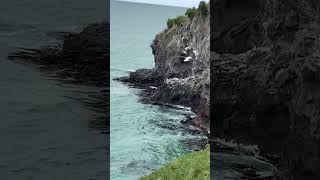 Beautiful albatross with 10 foot wingspan spotted in the South Island of New Zealand. #albatross