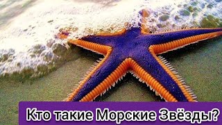 Кто такие Морские Звёзды? Интересные и Малоизвестные факты 🌟!AnyWild