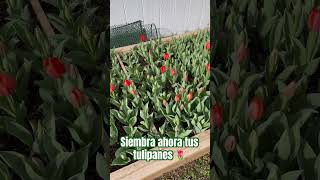 Siembra Ahora y florecerán en Marzo #siembracondayami #plants #comocuidar #tulipanes