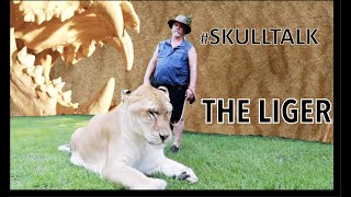 The Liger.     | The Skull, The Truth |.     # SkullTALK.