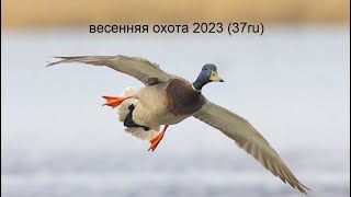 Весенняя охота с подсадной 2023