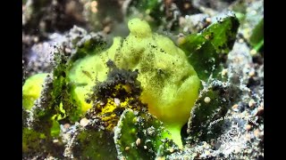 Great dive at Ghost Bay @AMED BUDDHA DIVING