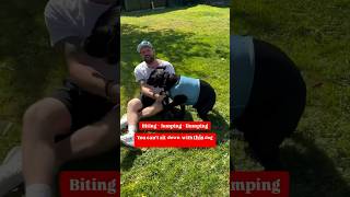 Bitting - Jumping - Humping !  You Can’t Sit Down With This Dog #dog #training #shorts