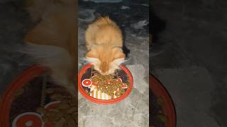 OYEN LAGI MAKAN #shorts #youtubeshorts #subscribe