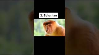 HEWAN YANG TERANCAM PUNAH DI KALIMANTAN ❗❗