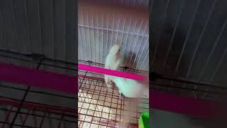 love bird short video #albino #lovebirds #lutinolovebirds #decino #creamino