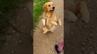 Small tour with the Goldies #Goldenretriever #Dog #Goldie #CuteDog #SweetPaw #NatureLover #Shorts