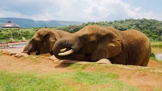 Footage Of Elephants Eating Together | True Nature