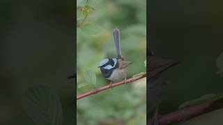 Superb Fairywren in Tasmania 🇦🇺 #birds #observacaodeaves #natureza #nature #tasmaniaaustralia