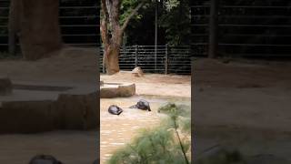 Adult elephant keep eyes on there baby elephants for safety when they are enjoying the pool