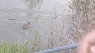 Feeding Bread to Ducks in the Pond|So Many Ducks