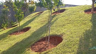 Como fazer Limpesa das Coroas no Pomar/Grama Esmeralda muito invasora