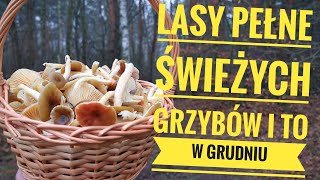 Świeże Grzyby z lasu i to w Grudniu