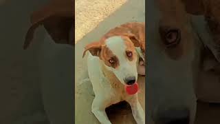 Listen the song 😂uccha lamba kutta🐶#shorts #youtubeshorts#trending #dogslover #dogs #funny