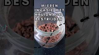 MIEREN INSECTEN EN MUIZEN WEGJAGEN MET GEMALEN KRUIDNAGEL. MILIEU VRIENDELIJK EN VEILIG! 🐜🐛🦟🐀🦗🕷️