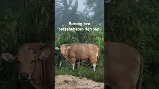 sapi sahabat burung beo