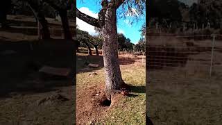 🥀Los amigos, lloran su pérdida 🌳🦆🐐🐕#shorts#ocas#cabras