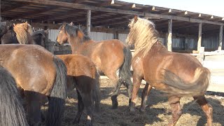 Жеребец  весной и зимой