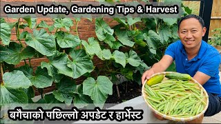 Garden update | बगैचाको पछिल्लो अपडेट र हार्भेस्ट | Gardening Tips & Harvest | NepaliFamilyUK Vlog