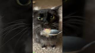 Cat Funny Videos 😅 funny cats talking ❤️ #cathouse Ep 9756