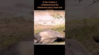 wildebeest fake dead escape from lioness