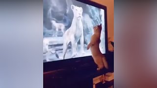 Cat Got Lost Confused 🤣