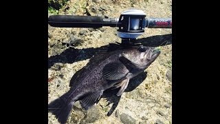 NONSTOP ACTION California Jetty Fishing for Black Rock Fish!!!