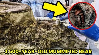 3,500 Year Old Mummified Bear Found in Siberian Permafrost