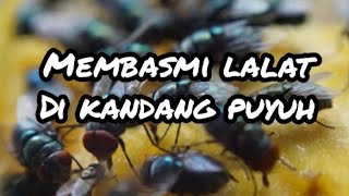 Cara Membasmi Lalat di Kandang Puyuh, Ampuh dengan Benda Ini