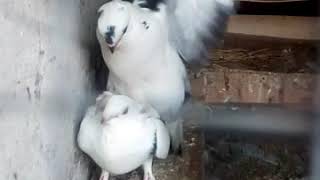 Pigeons kissing and mating exclusive video