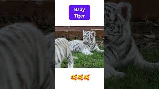 Cute baby tiger | #cute_animals #shorts #ytshorts