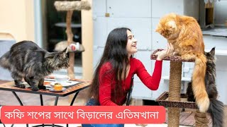 Cat Cafe In Bangladesh  || বাংলাদেশের প্রথম বিড়ালের কফি শপ