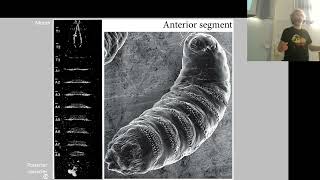 BCSa_Drosophila Antero-posterior axis development_1_