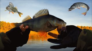 Золотая осень. Горбачи жируют. Новые рекорды по щуке.