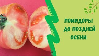 ☝🍅Как мы храним томаты до поздней осени