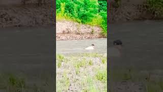 Водные процедуры под дождем☔😊