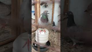 Racing Pigeons