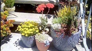 Succulents Blooming | Container Gardening