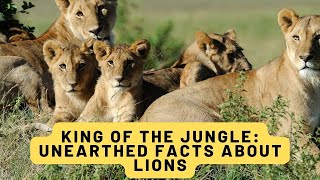 King of the Jungle: Unearthed Facts About Lions #facts #lions