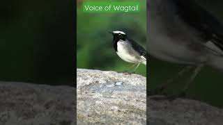 wagtail preening and calling| #indianwildlife #indianbirds #bird #nature #birdwatching #wagtail