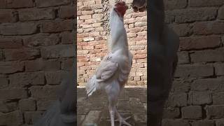 king size white qandhari aseel murga / parrot beak aseel murga#shorts