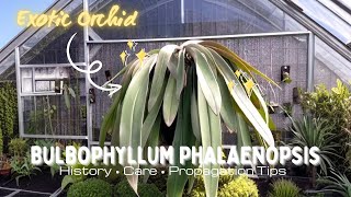 Exotic Orchids Unveiled | Bulbophyllum phalaenopsis