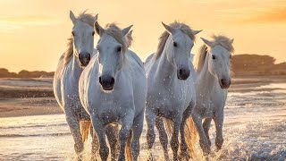 HORSES🐴 - TRUE FRIENDS OF HUMAN | 👍ANIMALS