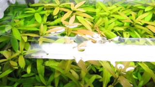 PLANT RECOMMENDATIONS. Hygrophila Polysperma = Fast growing.