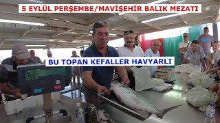 5 EYLÜL 2024 PERŞEMBE. MAVİŞEHİR BALIK MEZATINDA YİNE HAVYARLI TOPAN KEFALLER BOY GÖSTERDİ.